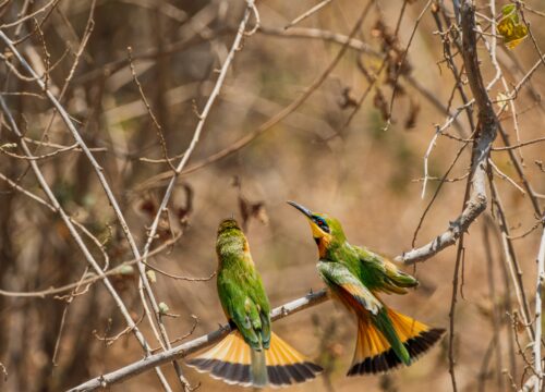 WST. 003: Lake Manyara National Park (2 days/1night)