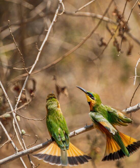 WST. 003: Lake Manyara National Park (2 days/1night)