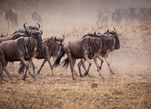 WST. 010: Tarangire + Ngorongoro Crater + Serengati + Lake Manyara (7days/6nights).