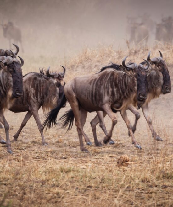 WST. 010: Tarangire + Ngorongoro Crater + Serengati + Lake Manyara (7days/6nights).