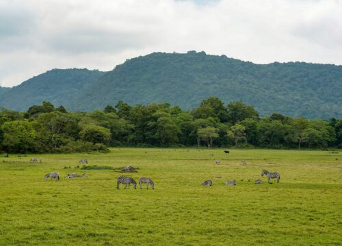 WST. 001: Arusha National Park (Day trip)
