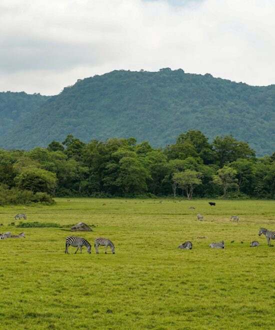 WST. 001: Arusha National Park (Day trip)