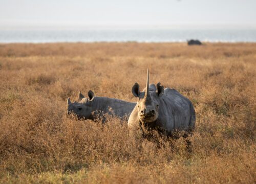 WST. 005 Ngorongoro Crater + Tarangire National Park (3days/2nights).