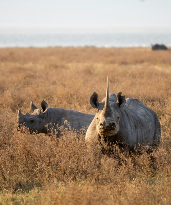 WST. 005 Ngorongoro Crater + Tarangire National Park (3days/2nights).