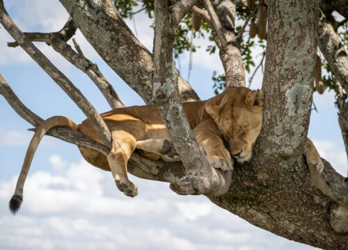 WST. 008 Ngorongoro Crater + Tarangire + Serengeti National Park(5days/4nights)