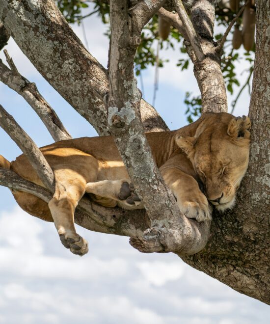 WST. 008 Ngorongoro Crater + Tarangire + Serengeti National Park(5days/4nights)