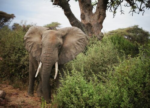 WST. 002: Lake Manyara + Ngorongoro Creater (2 days/1 night)