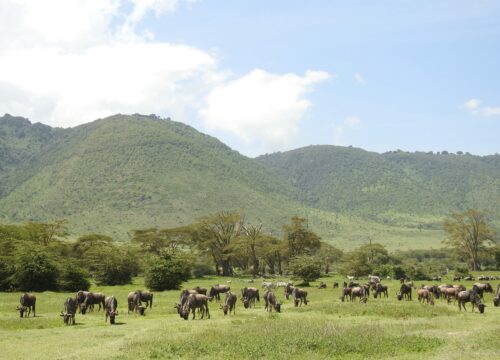 WST. 006: Arusha National Park + Ngorongoro Crater + Lake Manyara(3days/2nights)