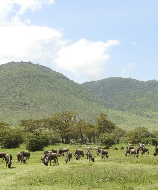 WST. 006: Arusha National Park + Ngorongoro Crater + Lake Manyara(3days/2nights)