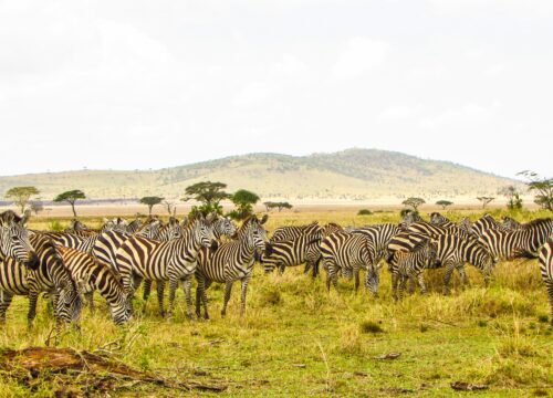 WST. 007 Ngorongoro Crater + Serengeti N. Park (4days/3nights)