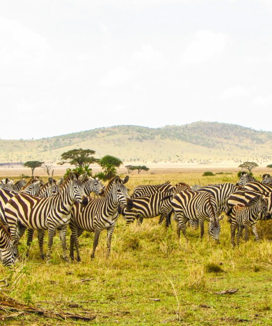 WST. 007 Ngorongoro Crater + Serengeti N. Park (4days/3nights)