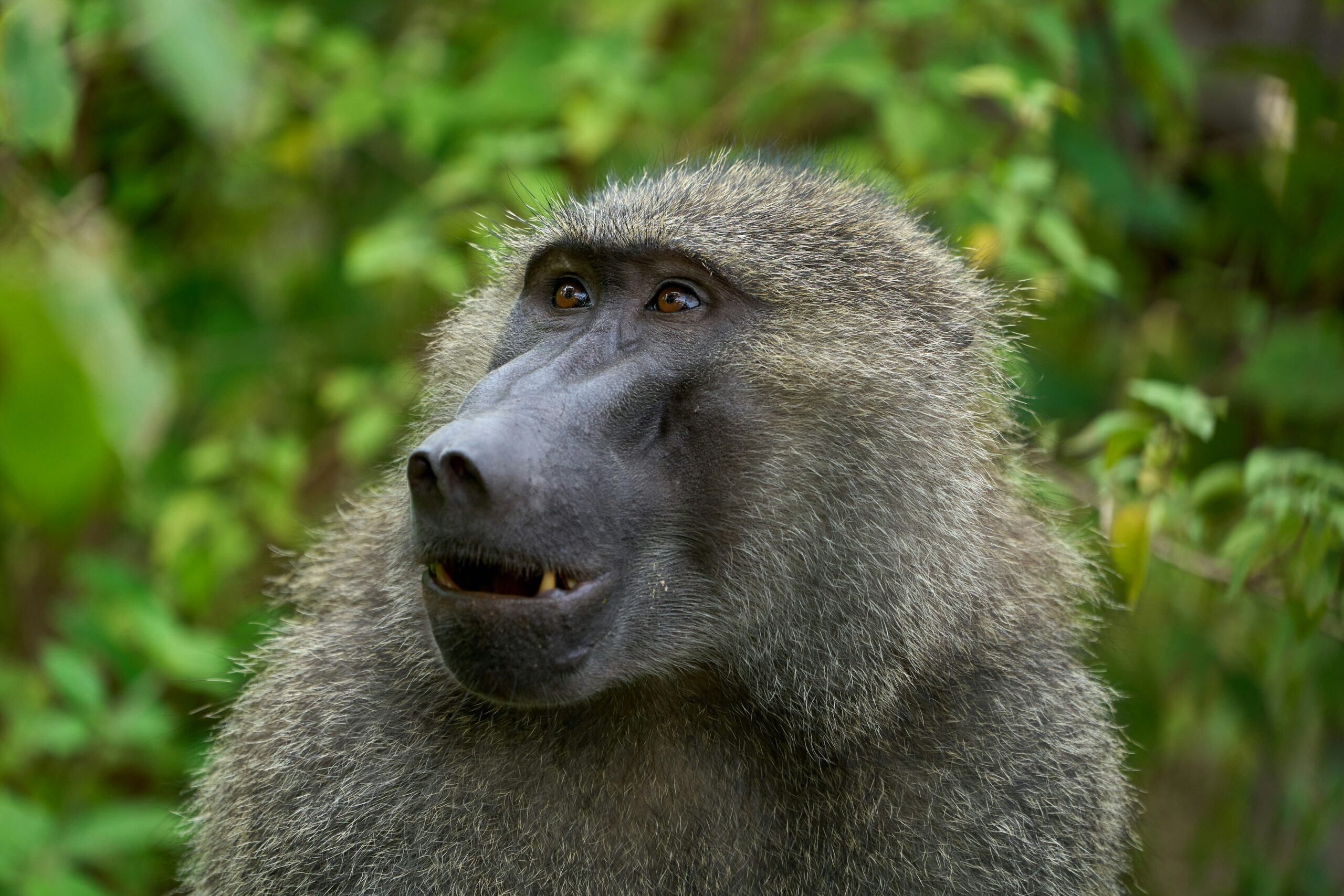 Manyara