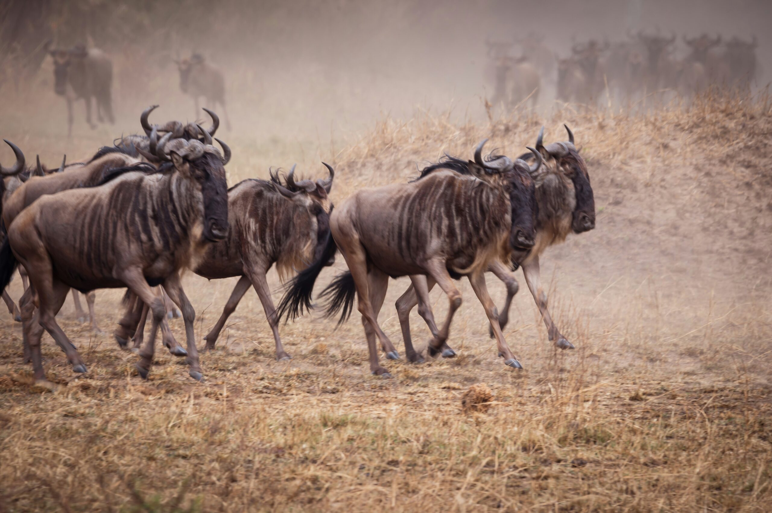 Serengeti National Park